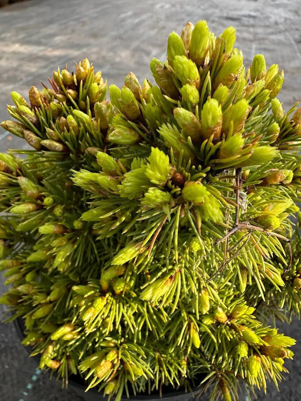 Ель канадская "Альберта Глобе"