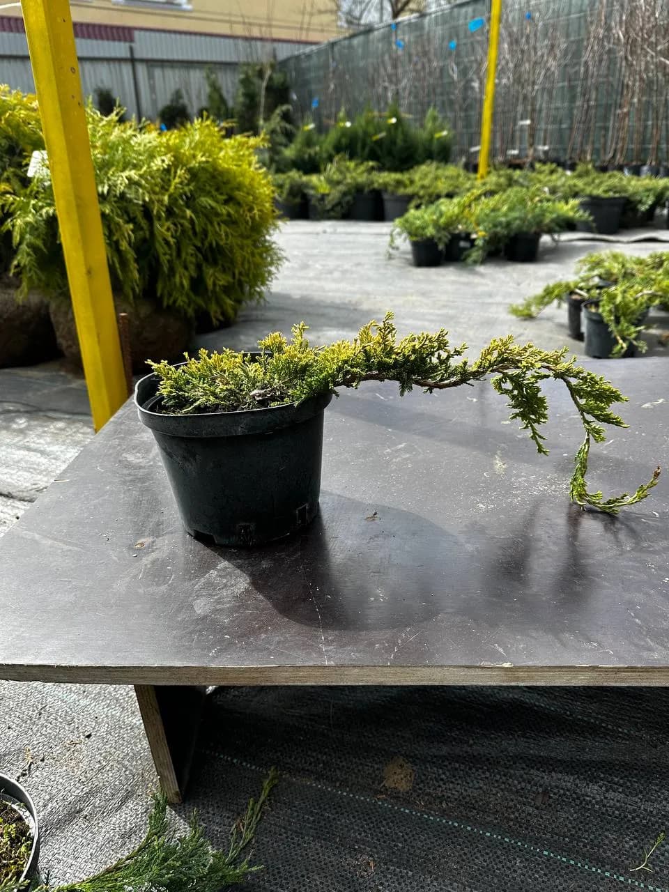 Можжевельник горизонтальный "Голден Карпет"