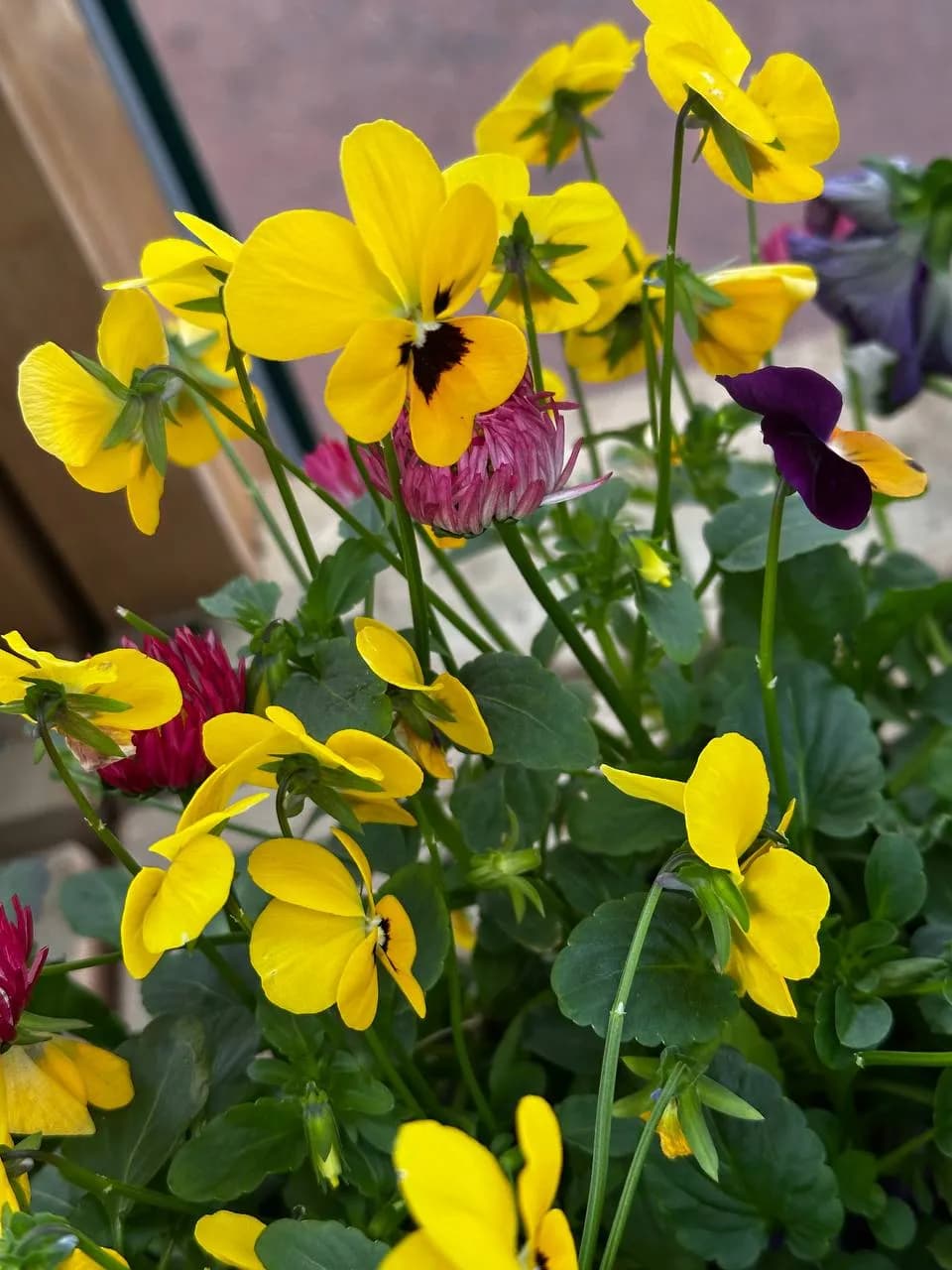 Композиция Виола/Маргаритка