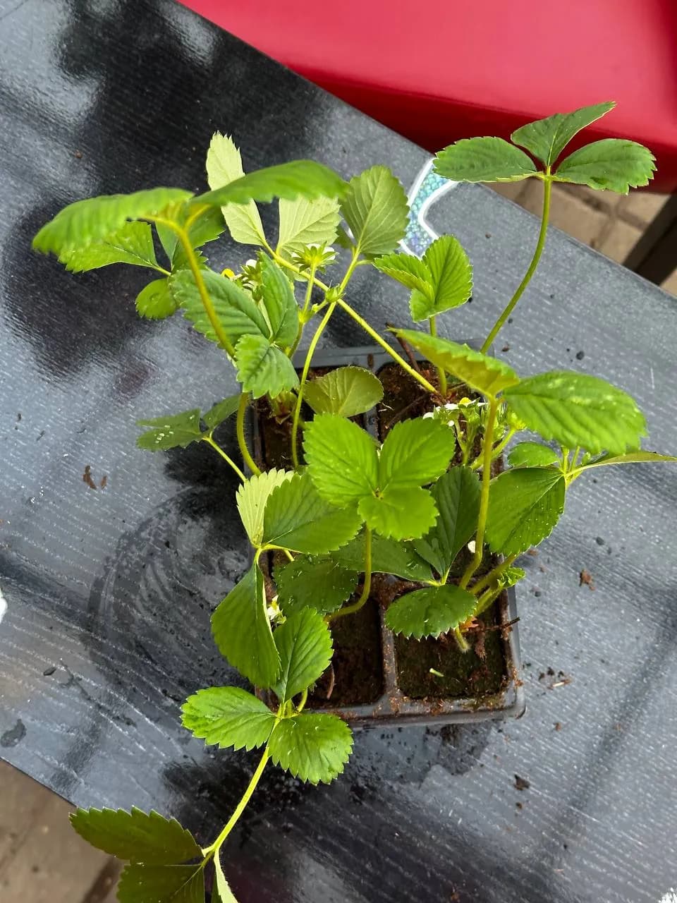 Земляника ремонтантная