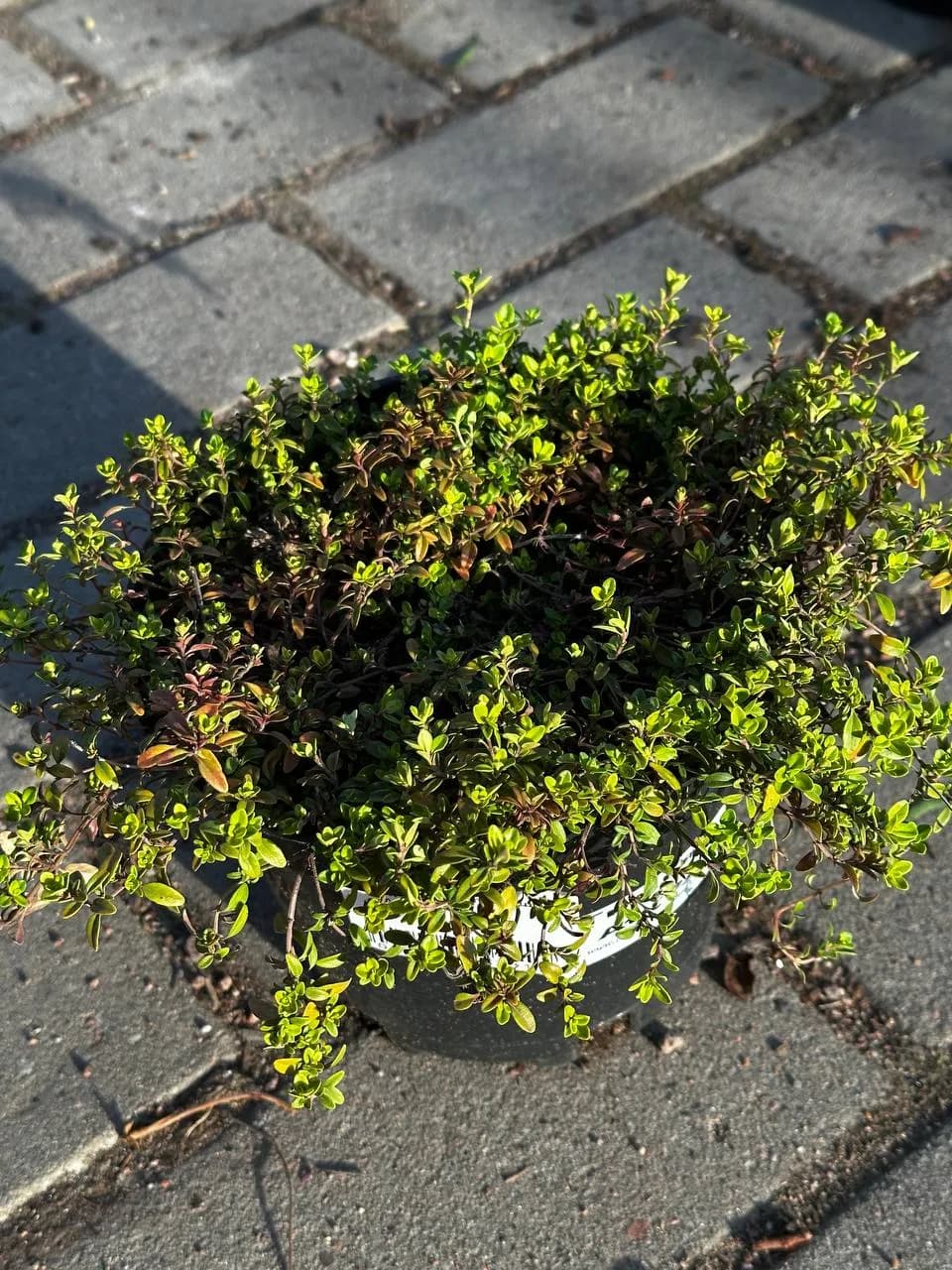 Тимьян лимоннопахнущий Aureus конт 2-3л