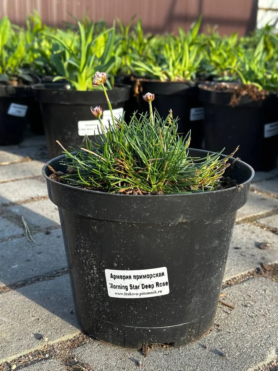 Армерия приморская Morning Star Deep Rose конт 2-3л