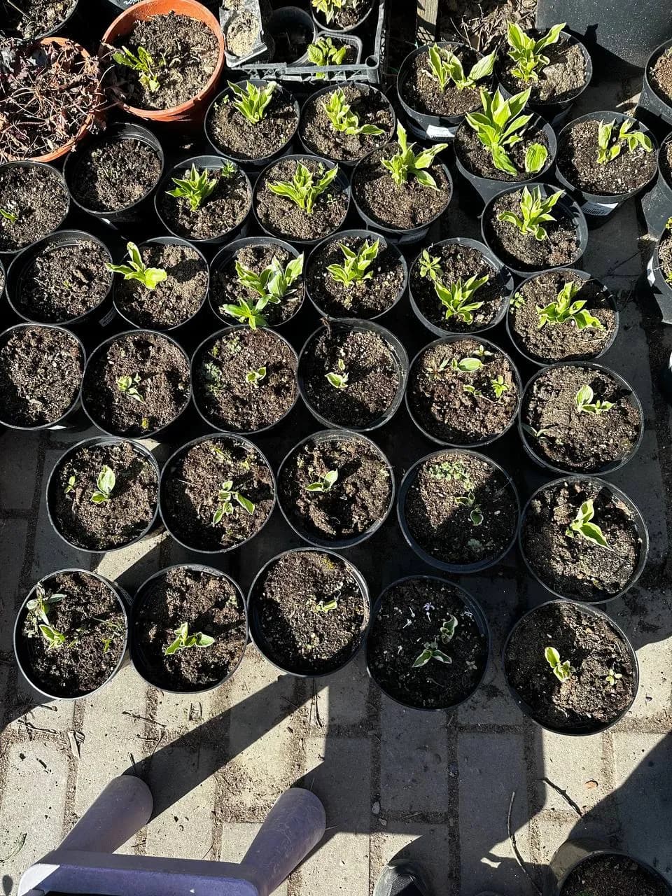 Хоста Patriot конт 2-3л