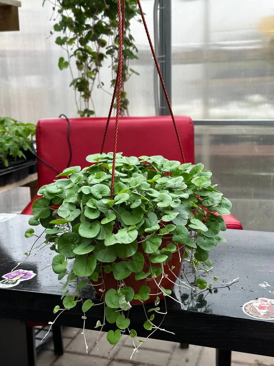 Дихондра микс,  кашпо D16