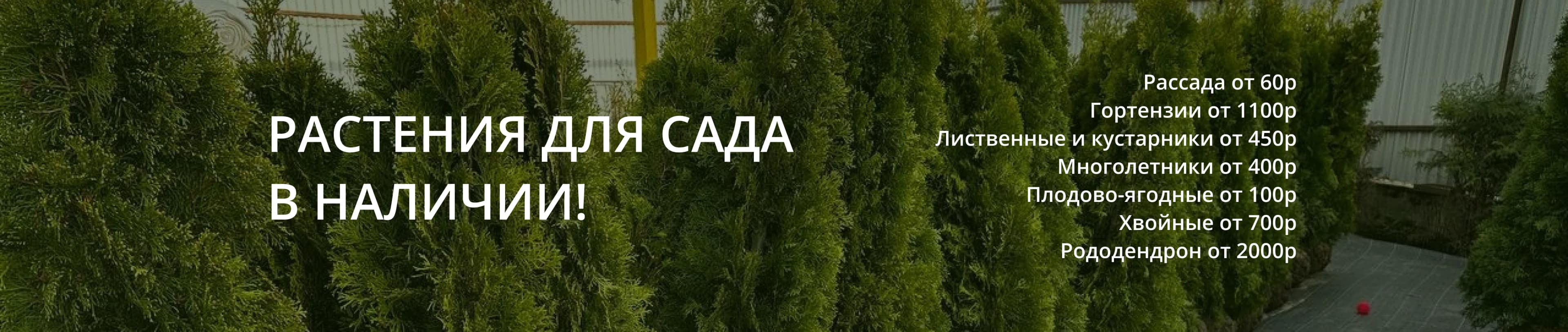 Растения для сада в наличии!