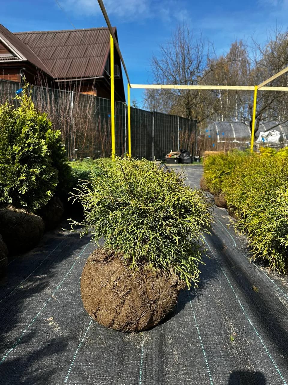 Туя западная "Боулинг Болл"