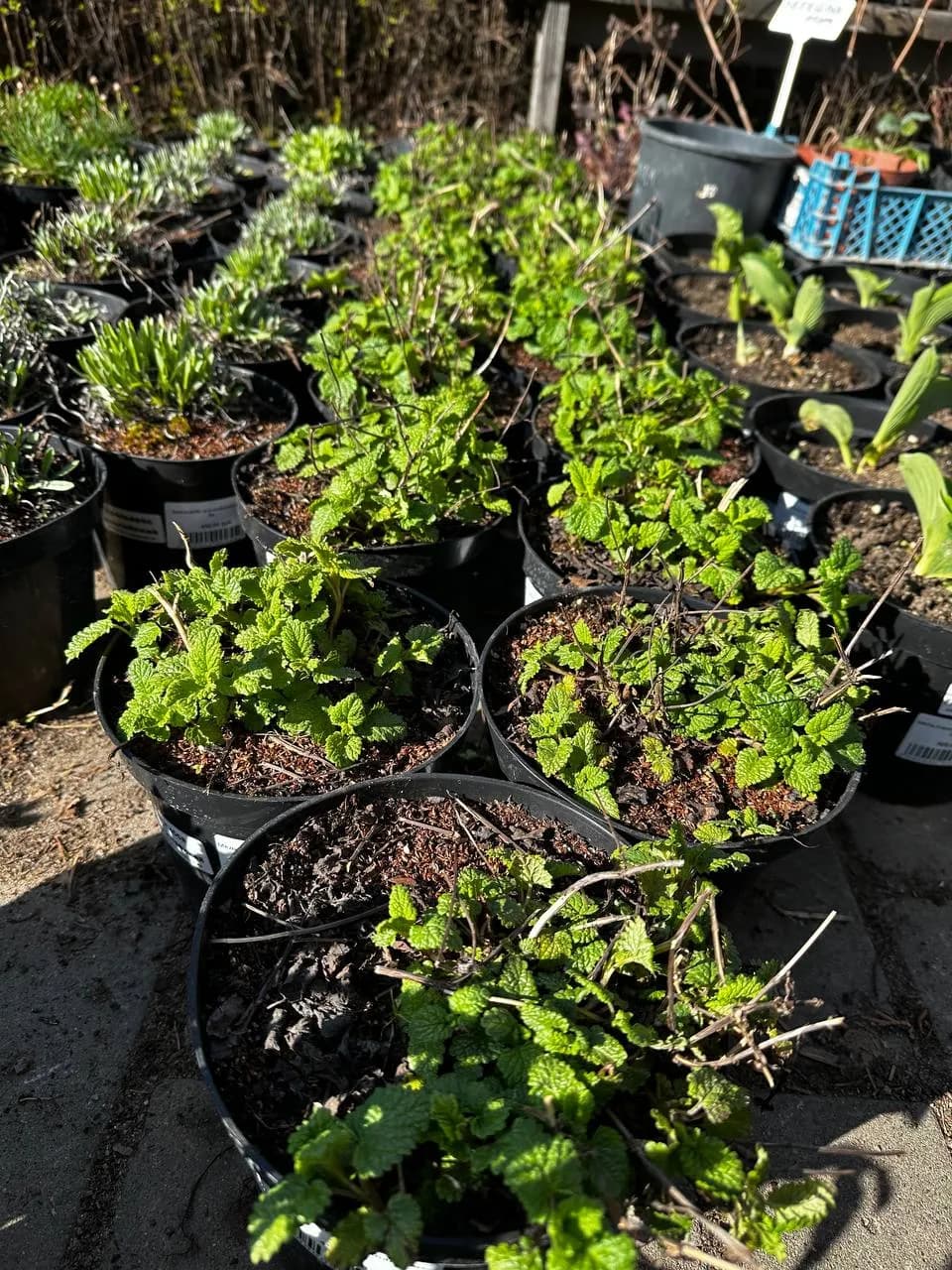 Мелиса лекарственная конт 2-3л