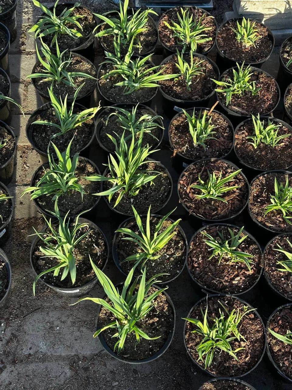 Лилейник Frans Hals конт 3л