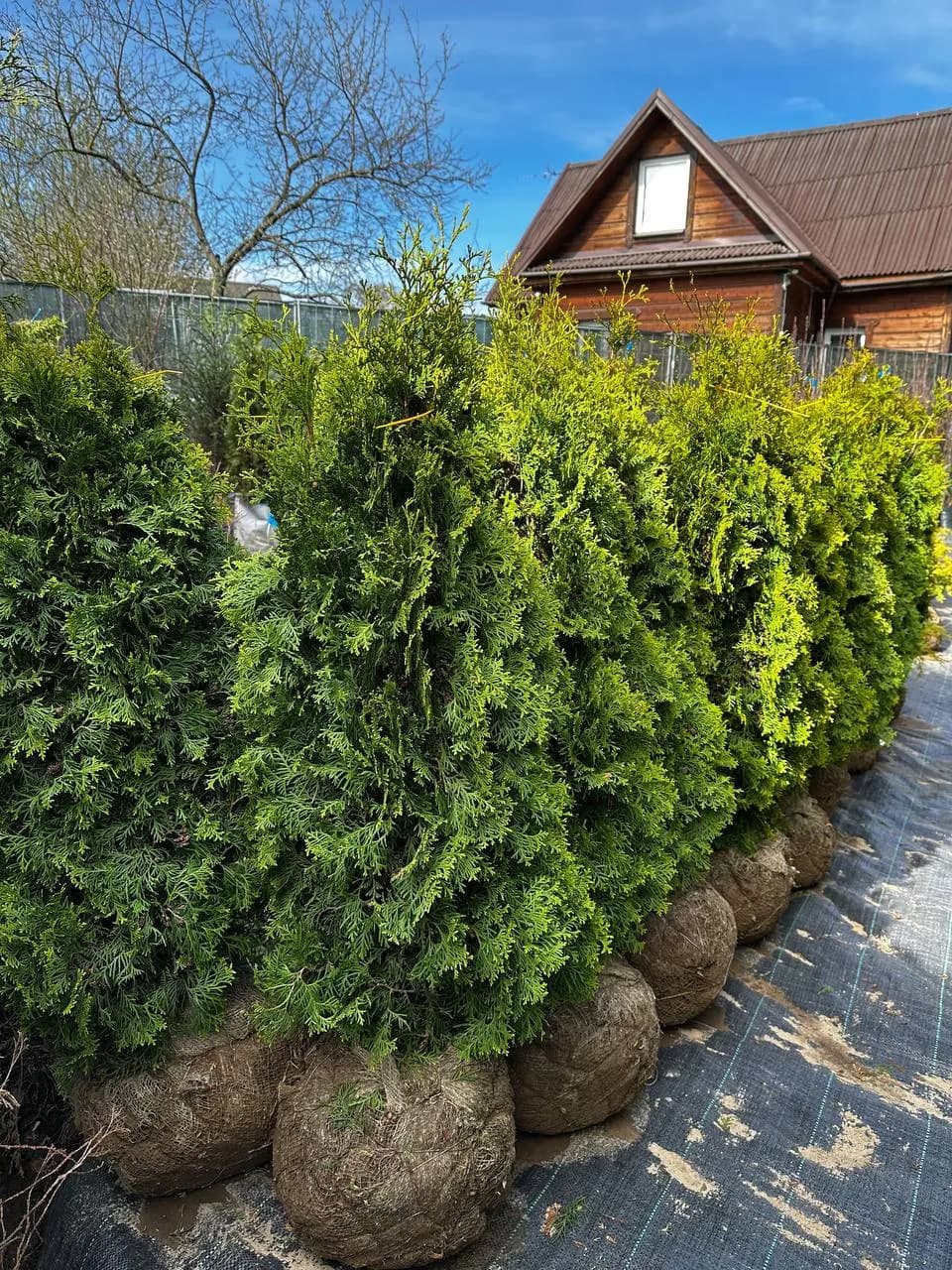 Туя западная  "Колумна"