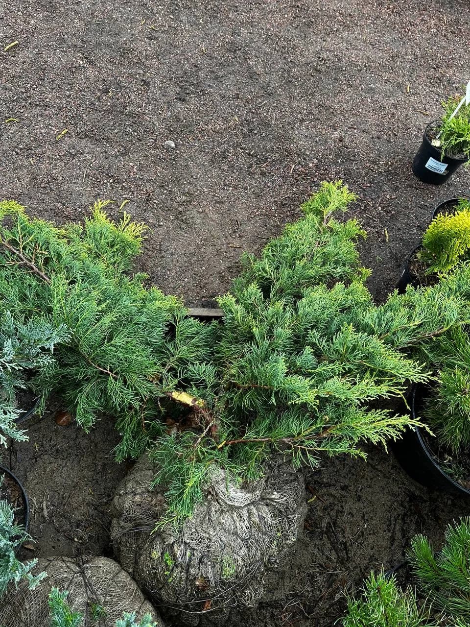 Можжевельник виргинский "Хетси"