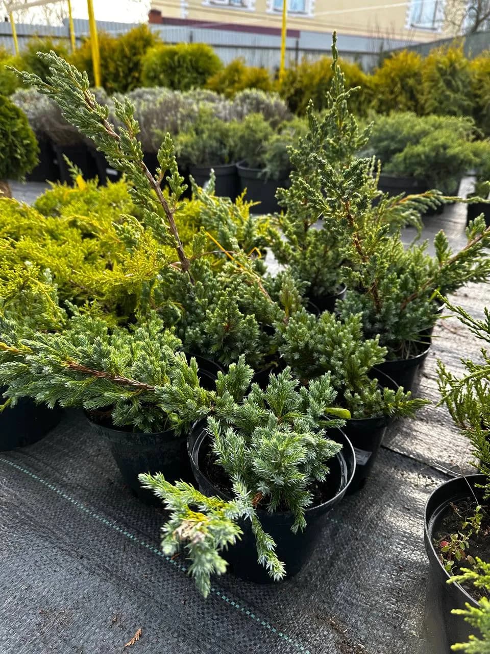 Можжевельник чешуйчатый "Блю Спайдер"