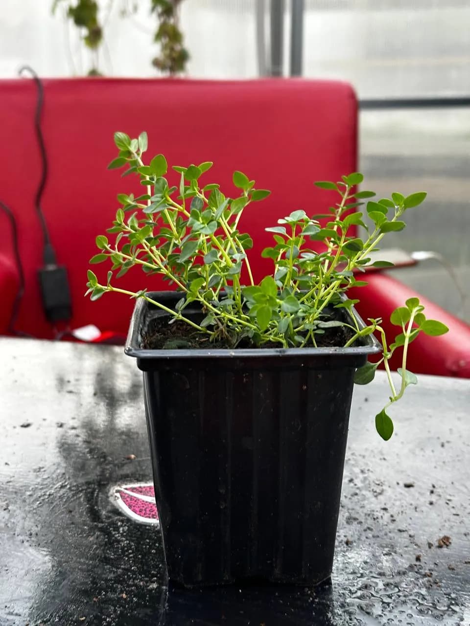 Тимьян в ассортименте, P9