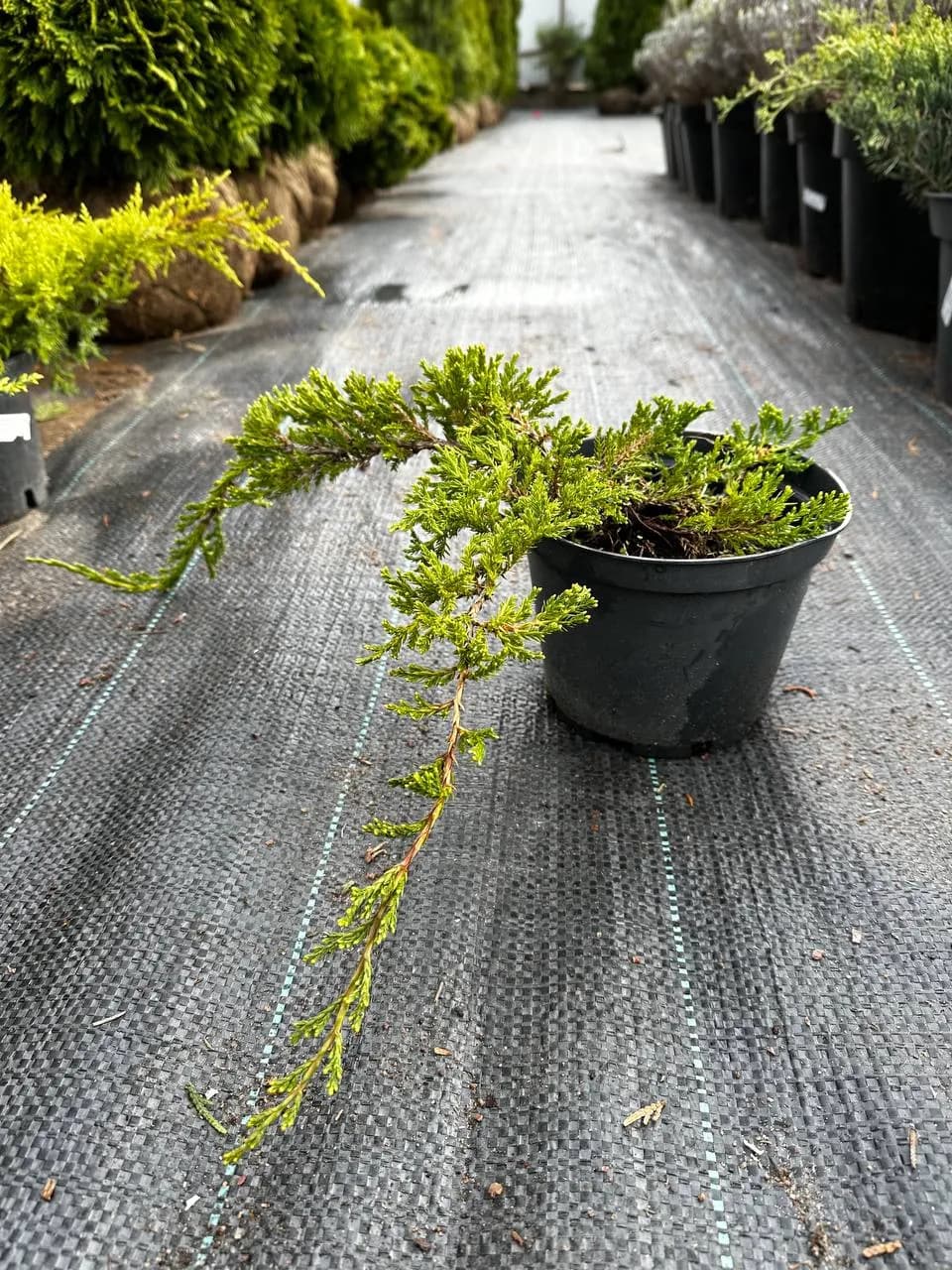 Можжевельник средний "Голд Стар"