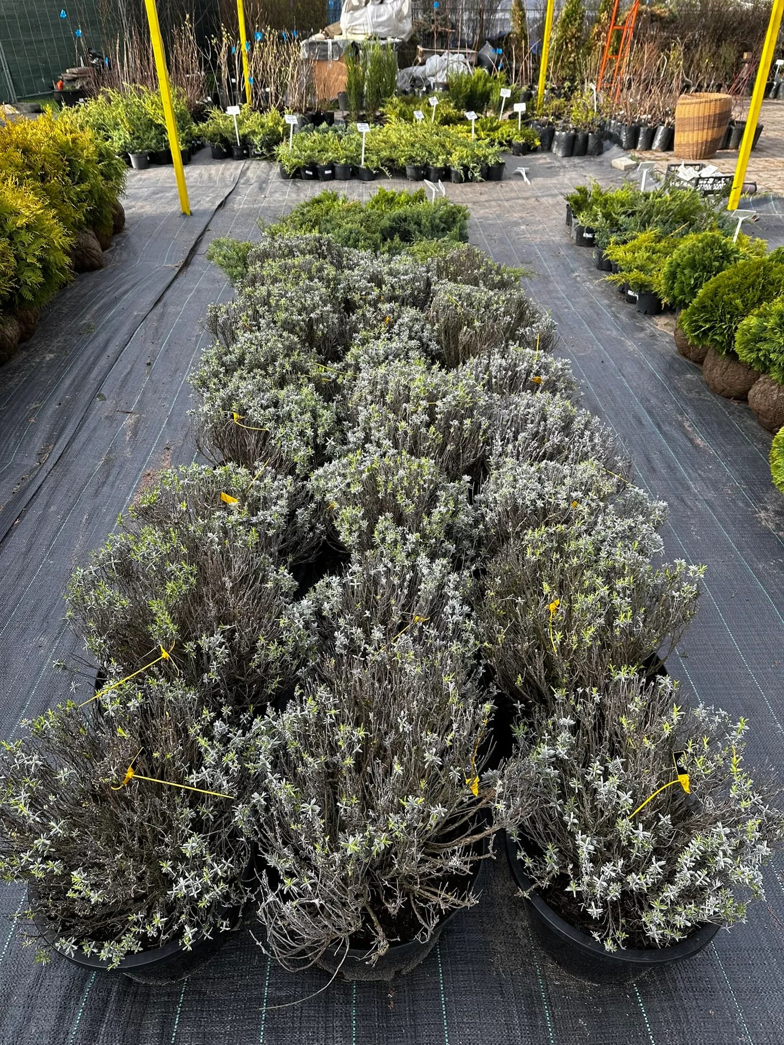 Лаванда узколистная "Хидкот"