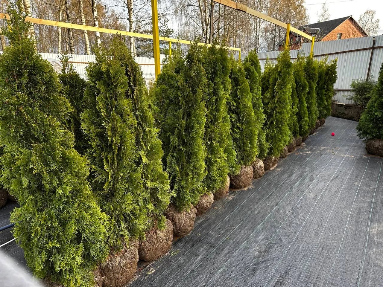 Туя западная  "Смарагд" 100-120