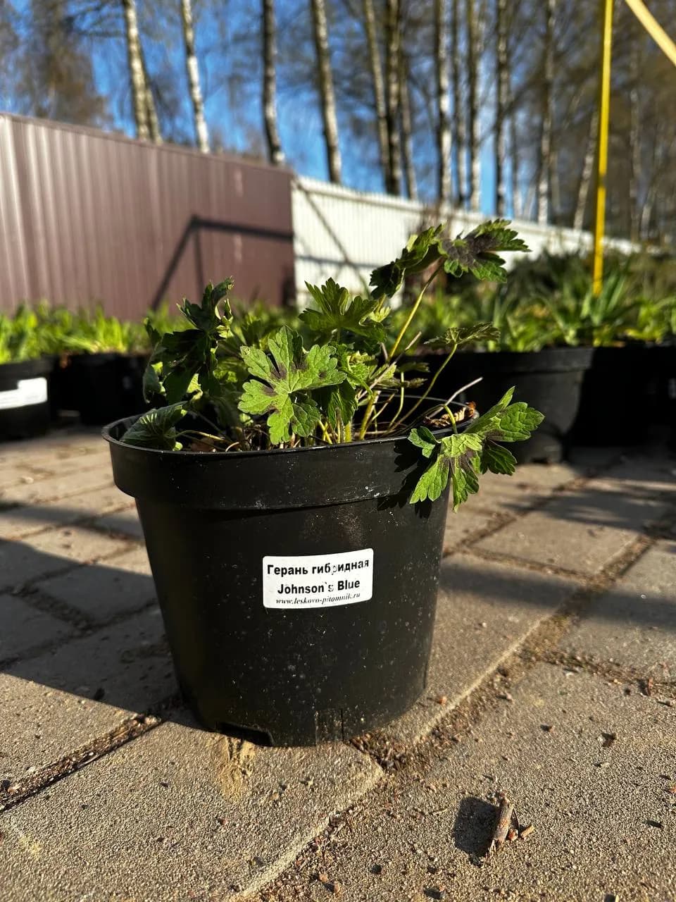 Герань гибридная Johnson"s Blue конт. 2-3 л