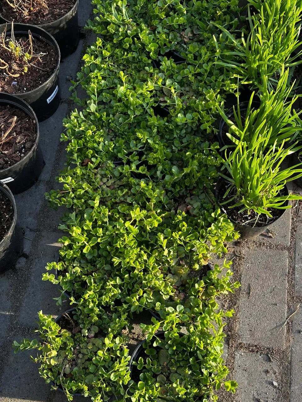 Вербейник монетчатый конт 2-3л