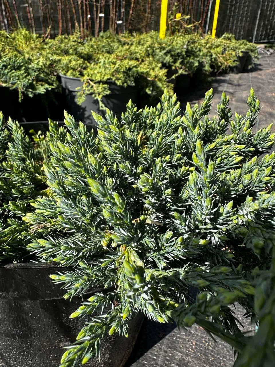 Можжевельник чешуйчатый "Холгер" 30