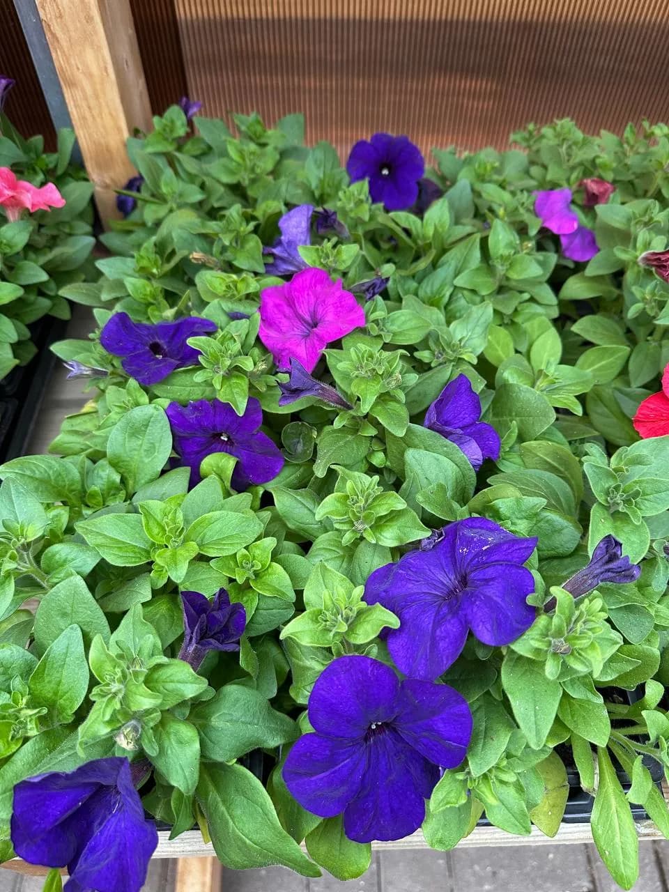 Петуния смесь, Е6