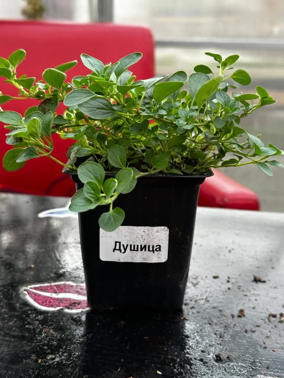 Душица микс, P9