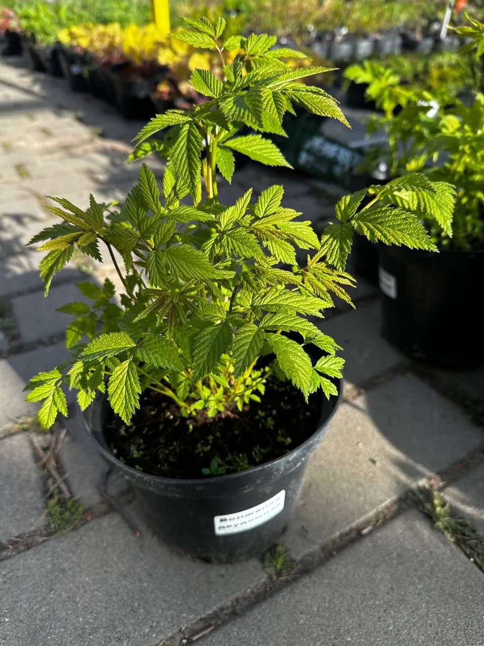 Волжанка двудомная конт 2-3л