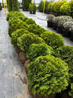 Туя западная  "Даника" 35-40