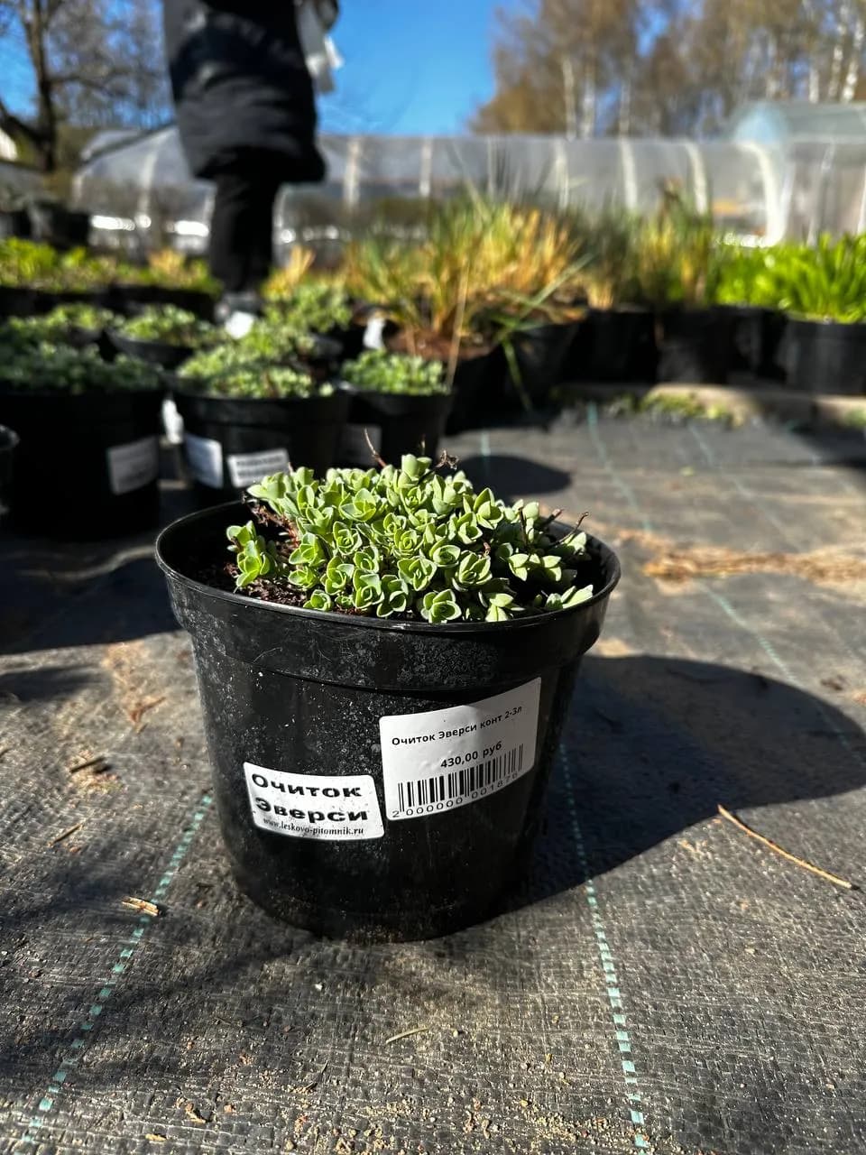 Очиток Эверси конт 2-3л