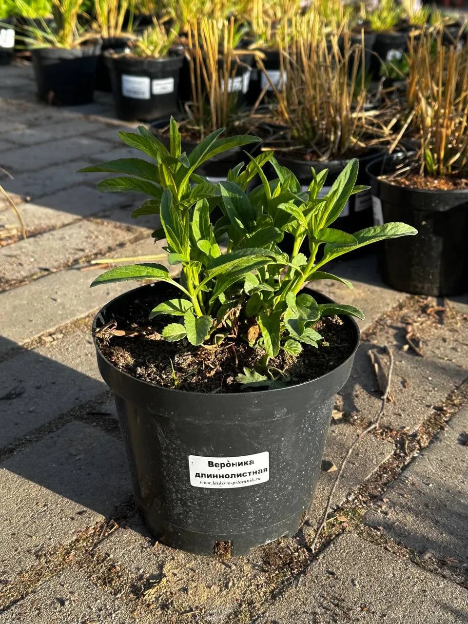 Вероника длиннолистная синяя конт 2-3 л