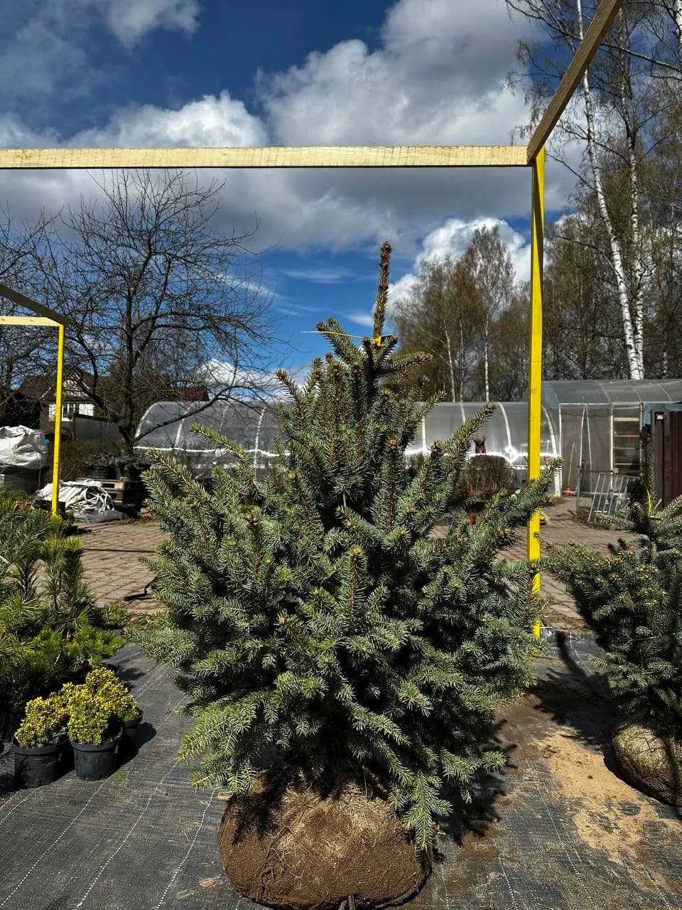 Ель колючая  "Глаука Кейбаб" Экстра 100-120