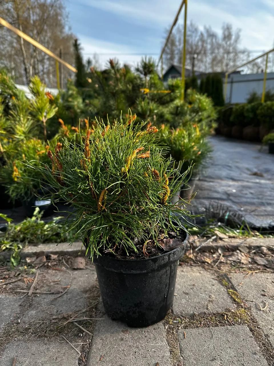 Сосна горная "Мугус" 20-30