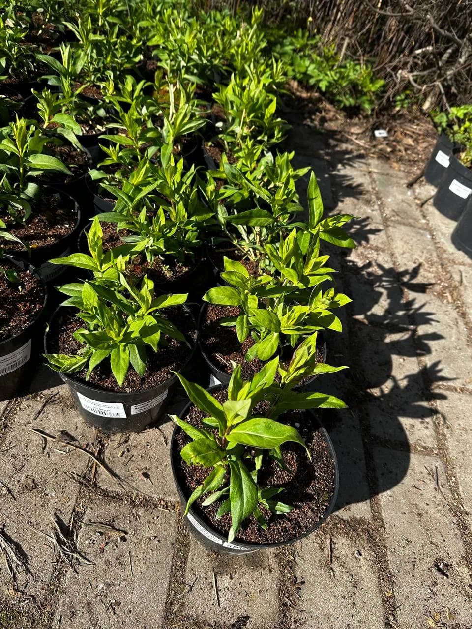 Флокс метельчатый Волшебная Флейта конт 2-3л