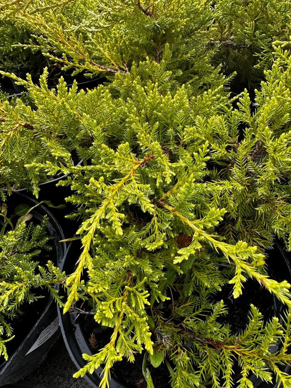 Можжевельник средний "Голд Стар"