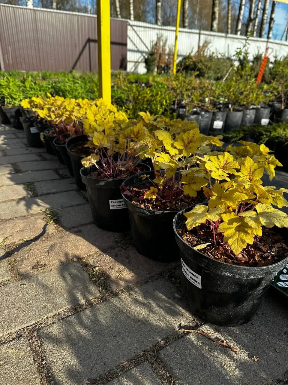 Гейхерелла Golden Zebra конт. 2-3л