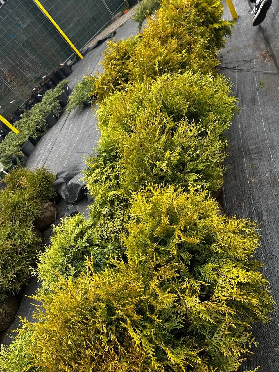 Туя западная "Голден Глобе" 40-60