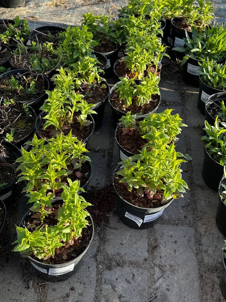 Монарда Baby Spice конт 2-3 л