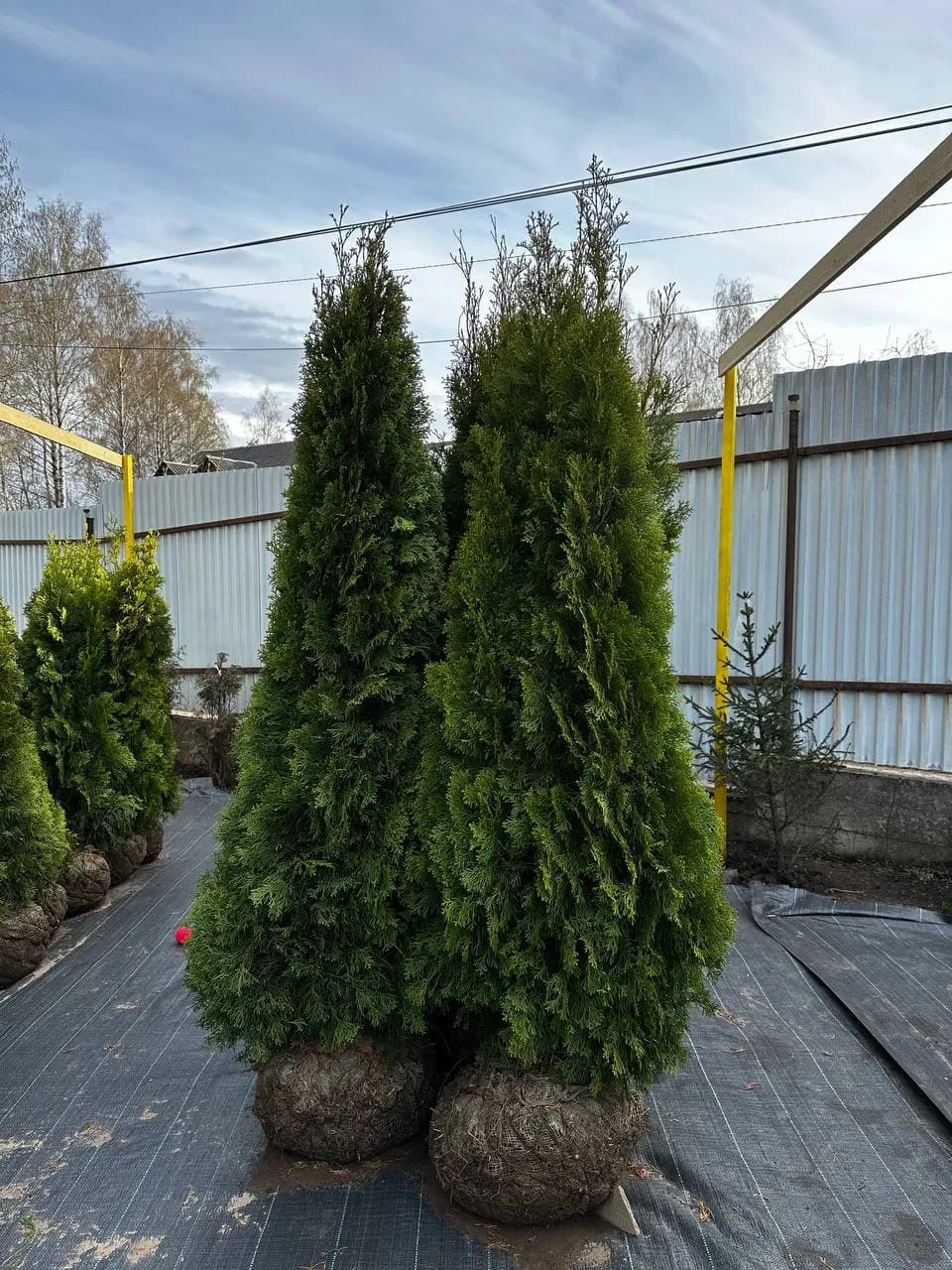 Туя западная  "Смарагд" 170-200