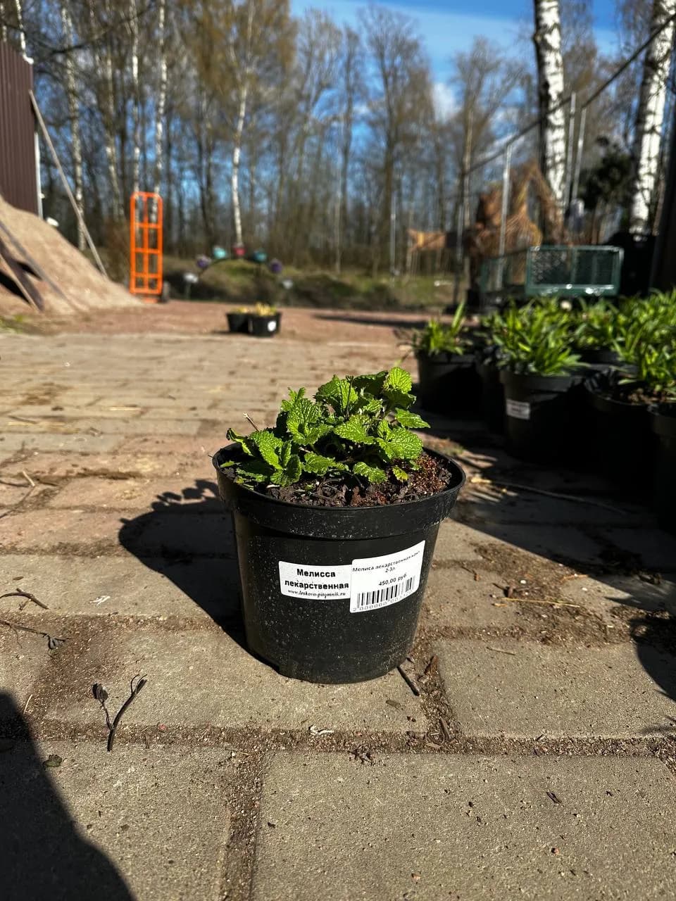 Мелиса лекарственная конт 2-3л