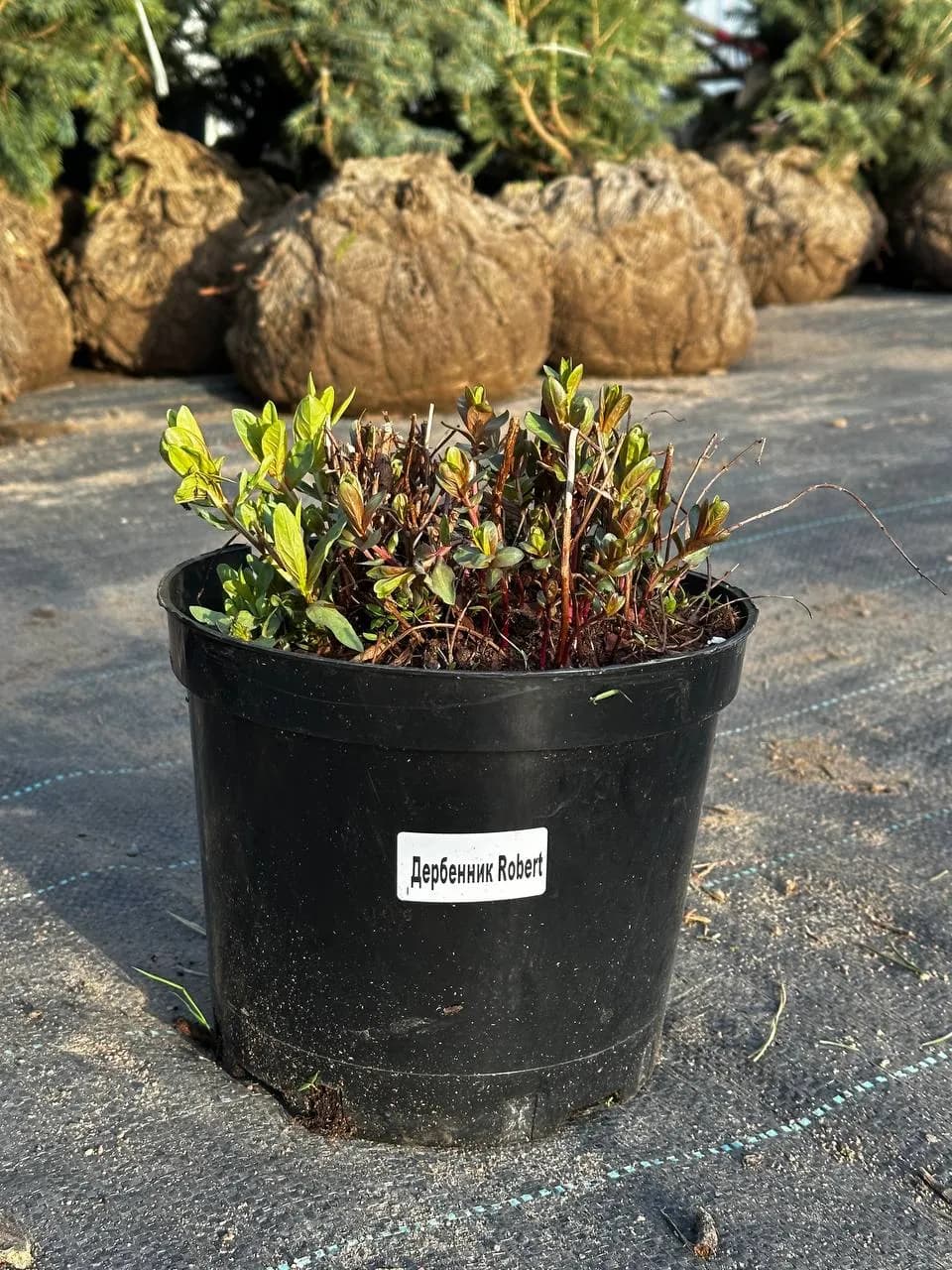 Дербенник Robert конт 5 л