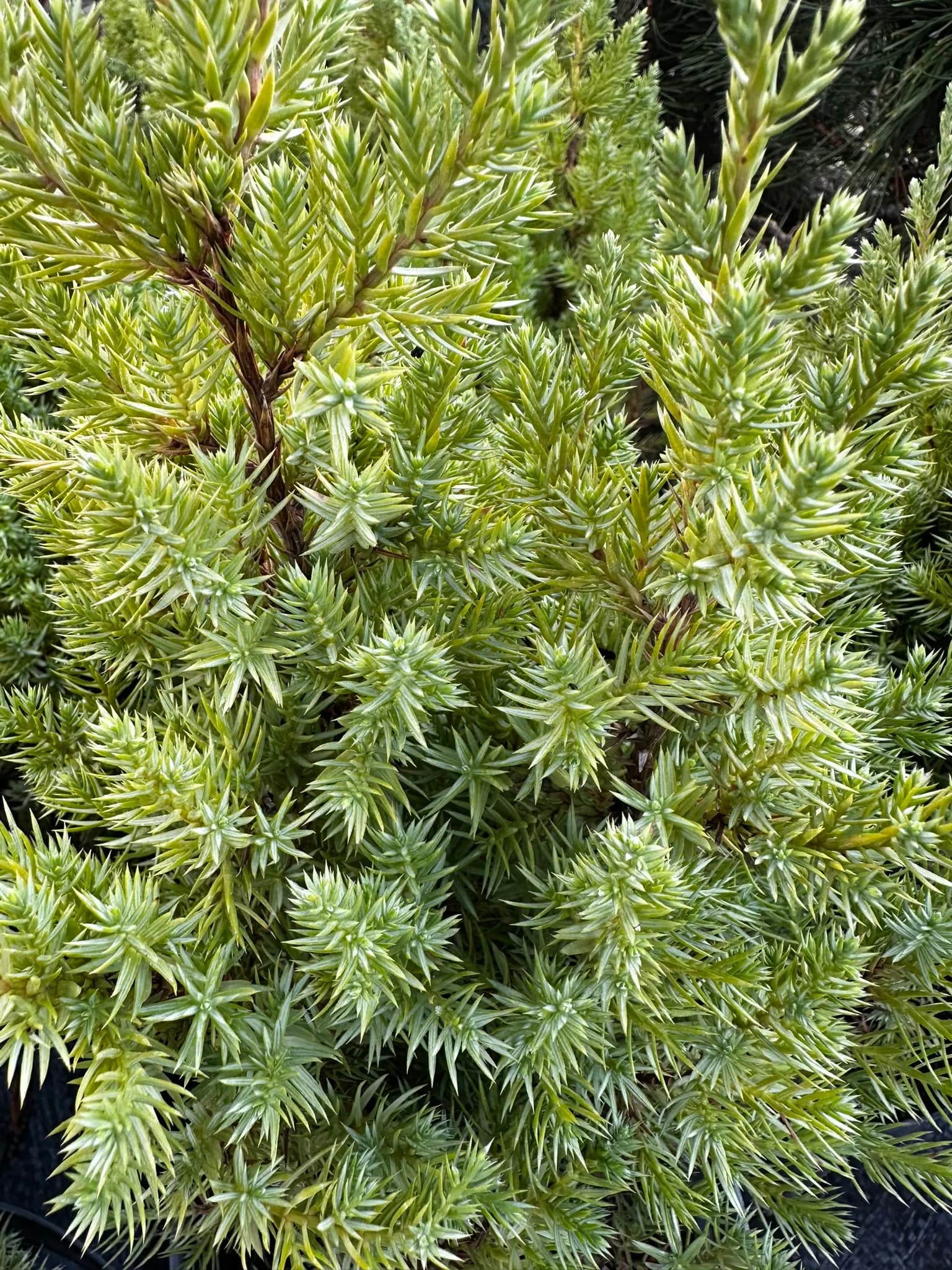 Можжевельник китайский "Стрикта"10-20