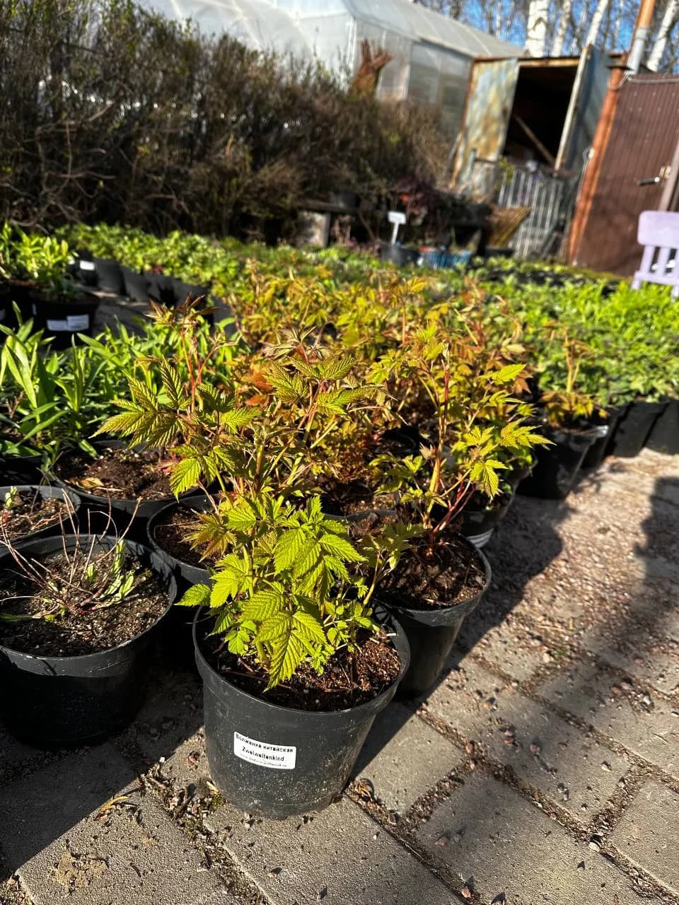 Волжанка китайская Zweiweltenking конт 2-3л