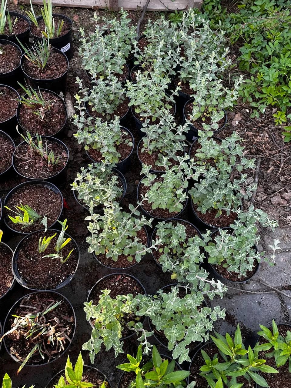 Котовник Фассена Six Hills Giant конт 2-3л