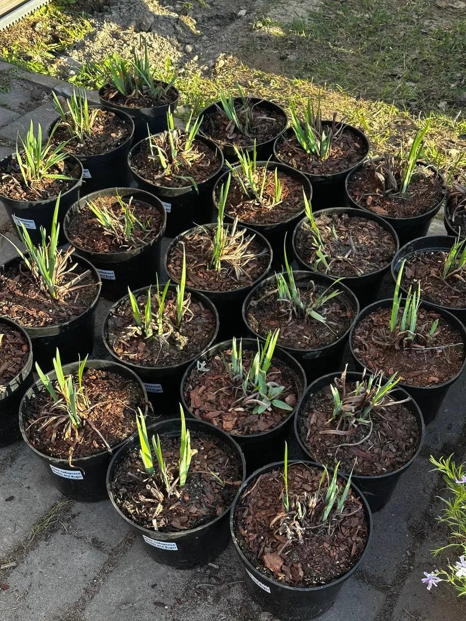 Ирис сибирский Butter and Sugar конт 2-3 л