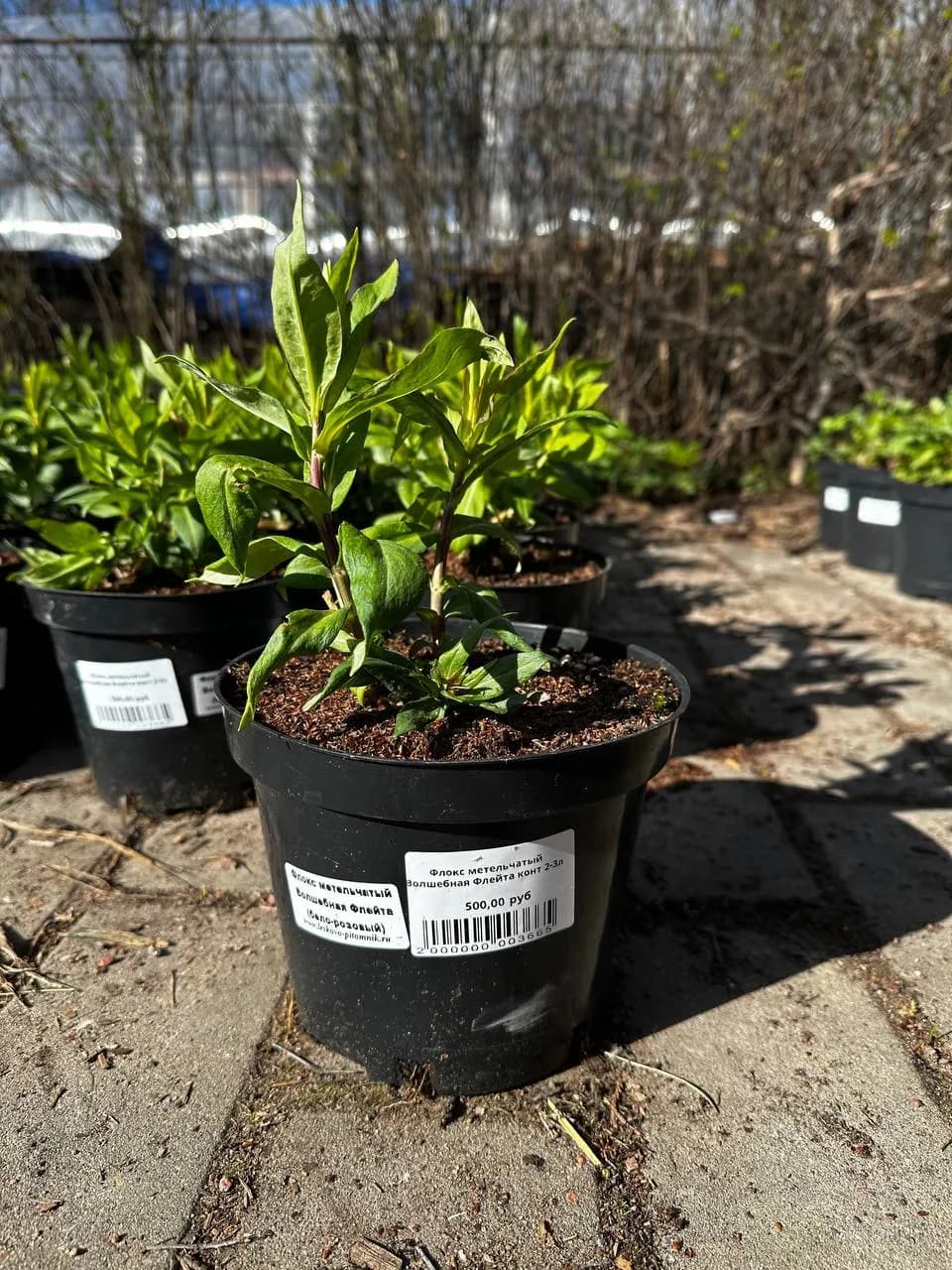 Флокс метельчатый Волшебная Флейта конт 2-3л