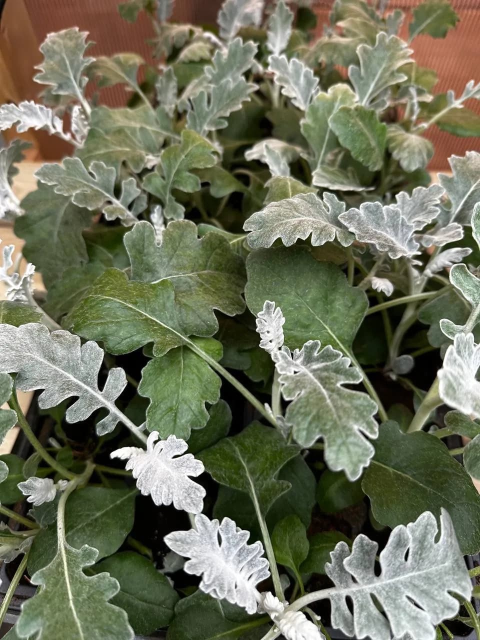 Цинерария Смесь ,Е6