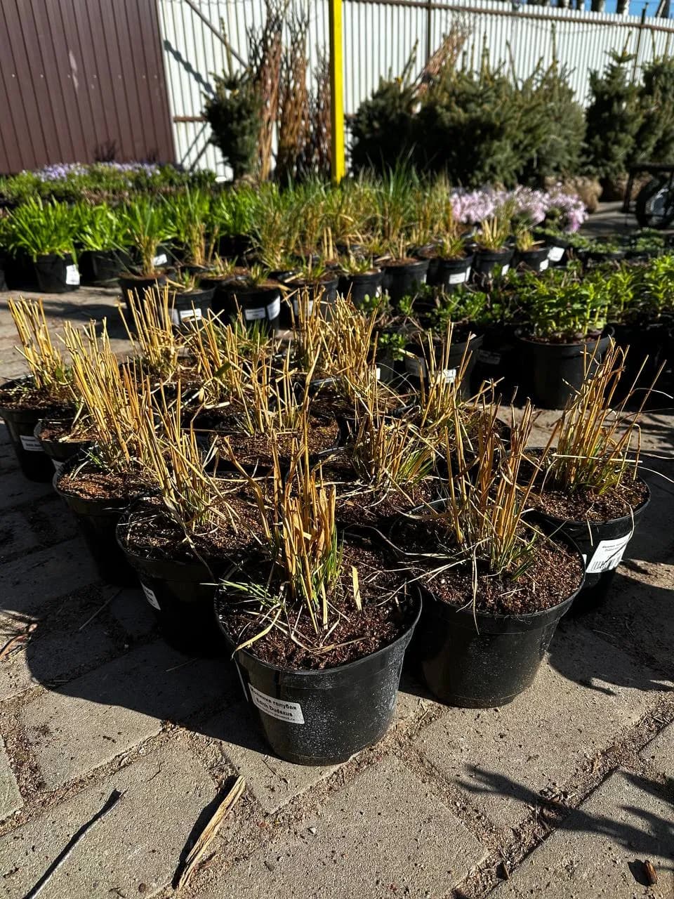 Молиния голубая Edith Dudzus конт 2-3л