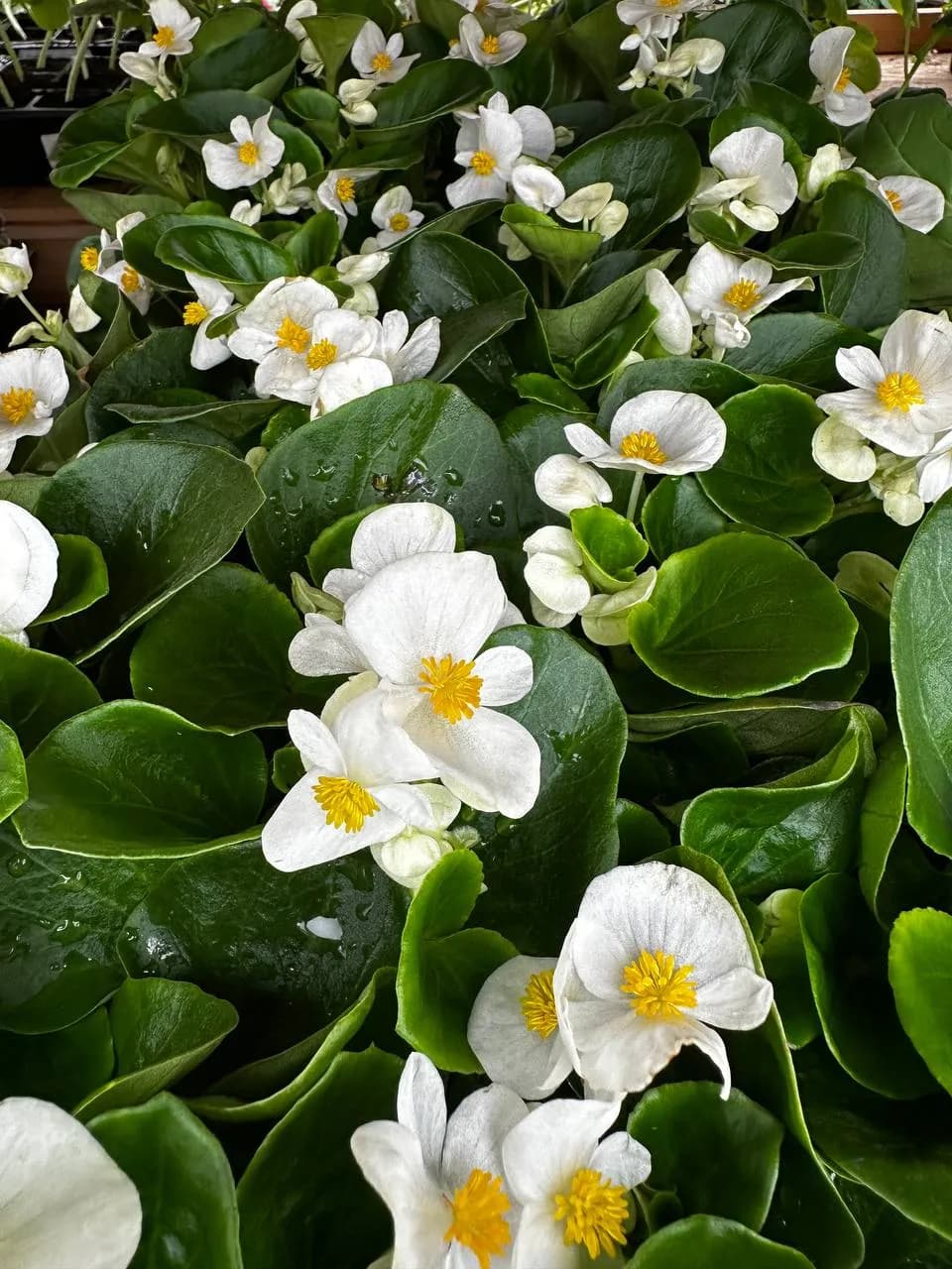 Бегония вечноцветущая микс, Е6