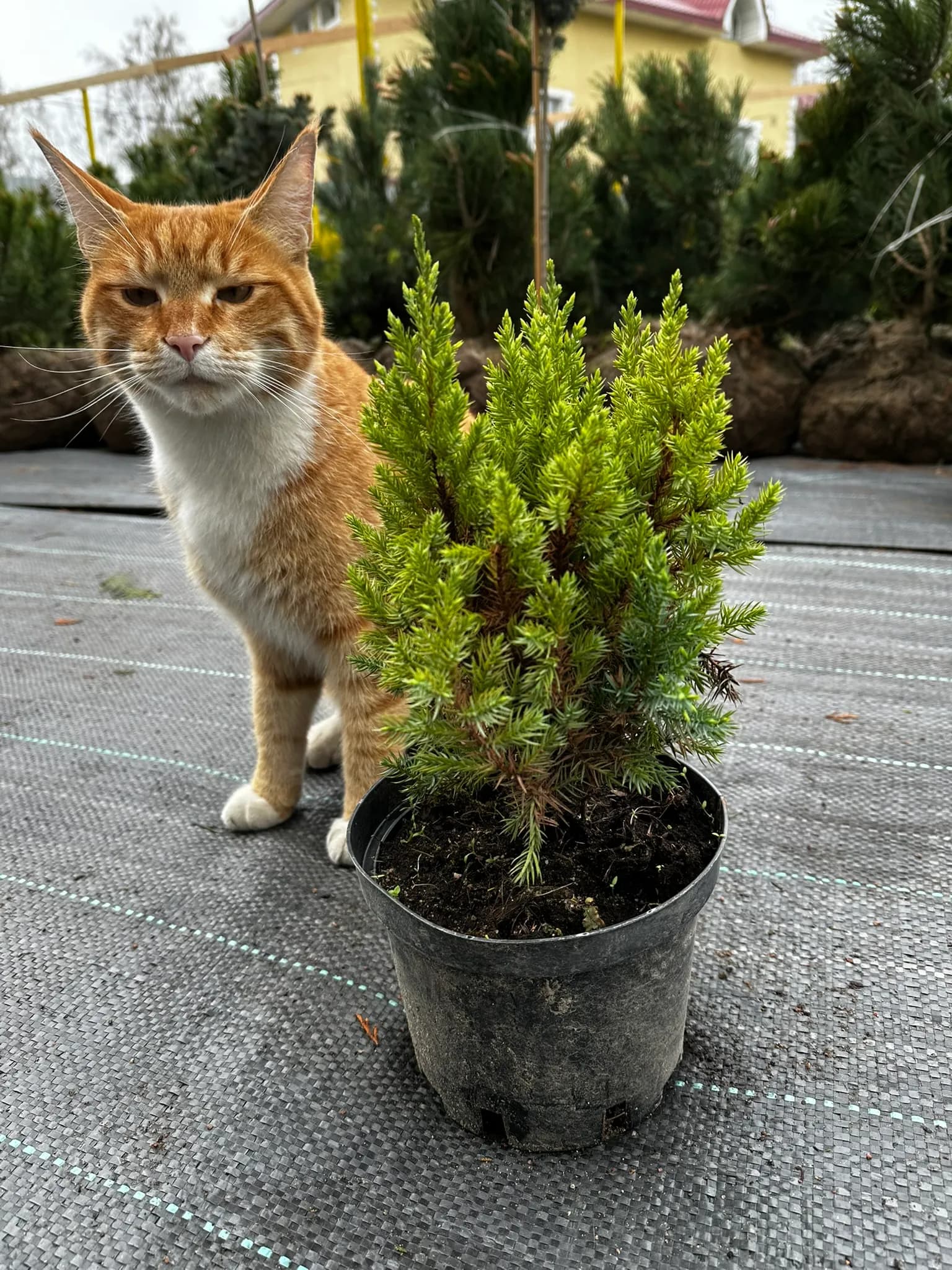 Можжевельник китайский "Стрикта"10-20