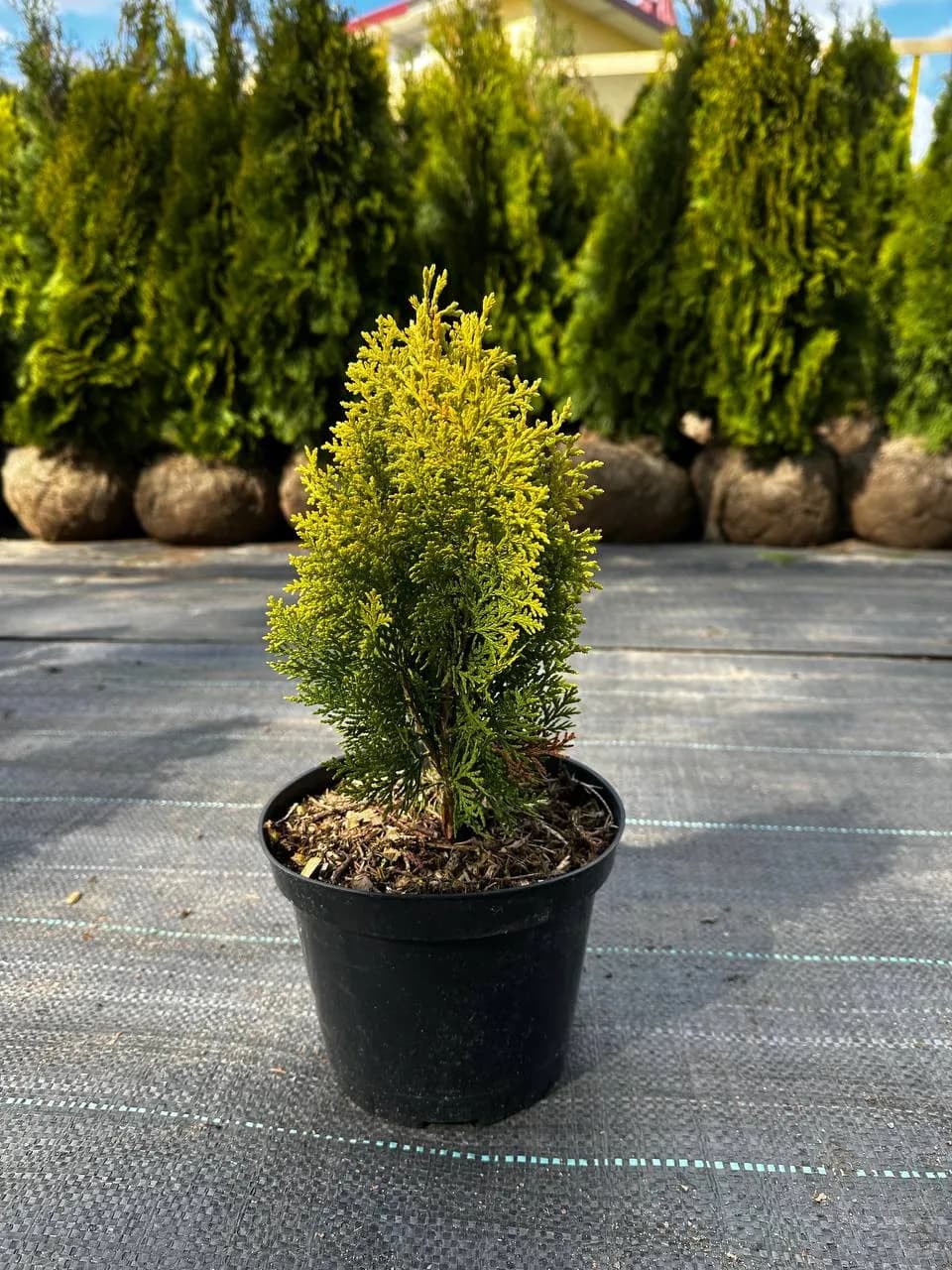 Туя восточная "Ауреа Нана"