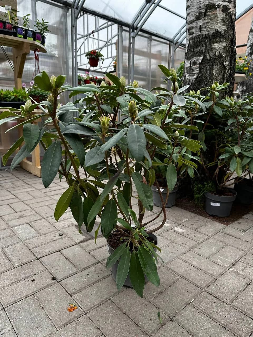 Рододендрон гибридный "MARIE FORTIE"