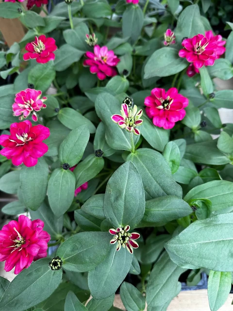 Цинния Смесь,Е6